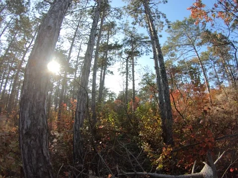 Autumn Pine Forest Stock Footage 164237237