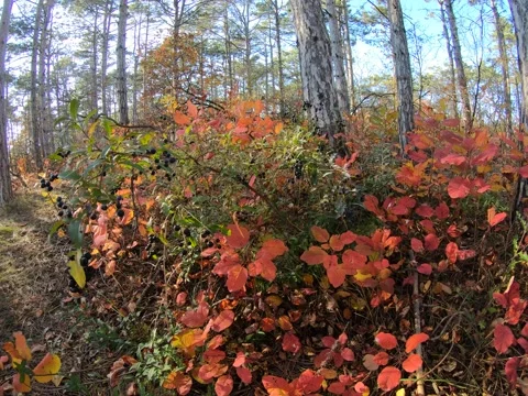 Autumn Pine Forest Stock Footage 164237314