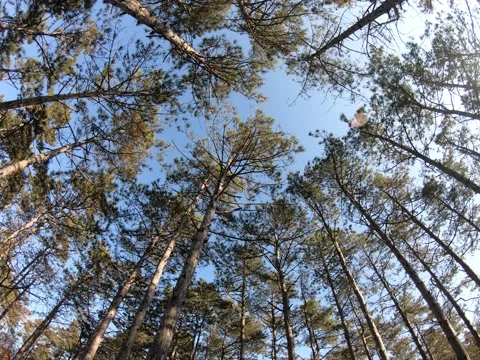 Autumn Pine Forest Stock Footage 164237416