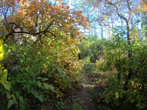 Autumn Pine Forest Stock Footage 164237456
