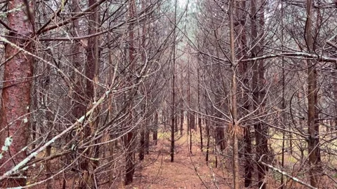 Autumn in a pine forest Stock Footage 255772376