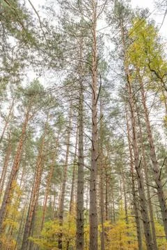 Autumn pine forest Stock Photos