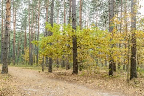 Autumn pine forest Stock Photos