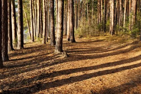 Autumn pine forest Stock Photos