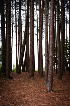 Autumn pine forest Stock Photos
