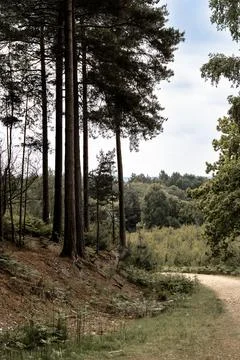 Autumn pine forest Stock Photos