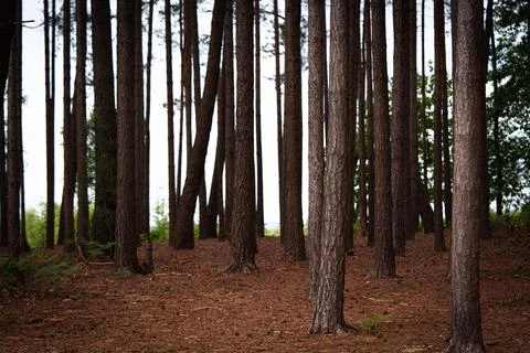 Autumn pine forest Stock Photos
