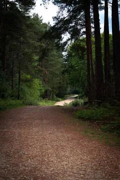 Autumn pine forest Stock Photos
