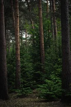 Autumn pine forest Stock Photos
