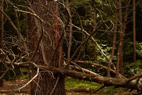 Autumn pine forest Stock Photos