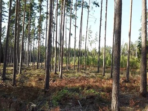 Autumn Pine Forest With Road Landscape Stock Footage 80335017