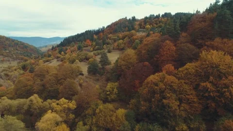 Autumn pine forest shot in the spring with a drone from the air. 스톡 동영상 142874656