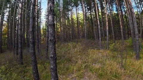 Autumn Pine Forest with Tall Tree Trunks and Golden Undergrowth Stock Footage 348247455