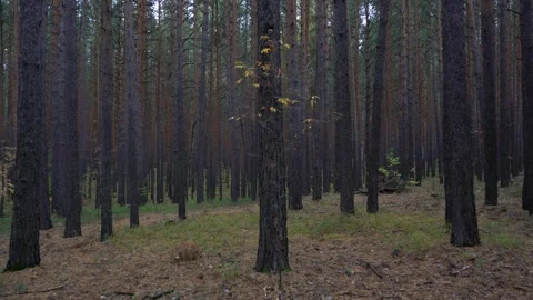 Autumn pine forest with tall trees. 库存影片 140145193
