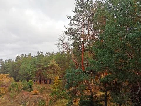 Autumn pine forest under cloudy sky, natural landscape Stock Photos