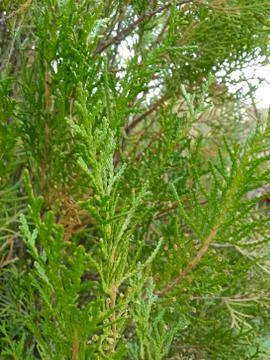 Autumn Pine Leaves Stock Photos