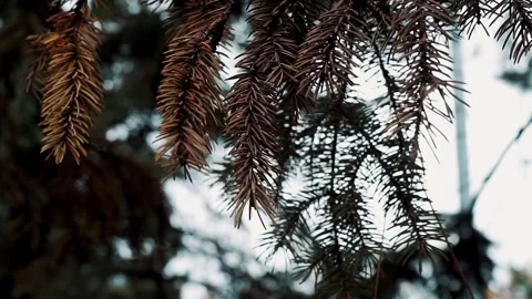 Autumn pine needles colored in brown Stock Footage 319027788