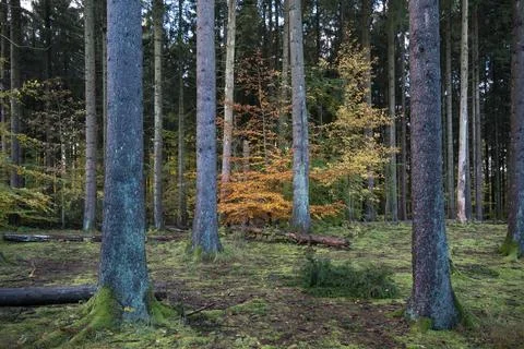 Autumn in pine tree forest Stock Photos