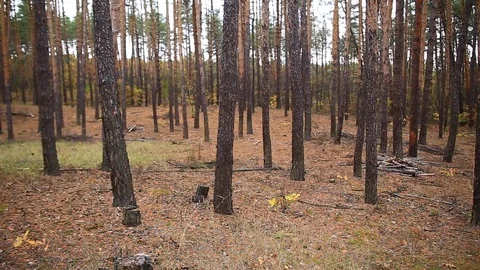 Autumn pine tree forest, quiet outdoor landscape Stock Footage 117863164