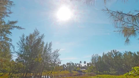 Autumn pine tree n palm leaf forest with lake water in bright sun light ray Stock Footage 162740220
