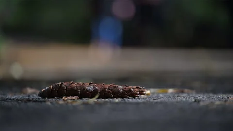 Autumn Pinecone and Needles Stock Footage 253829077