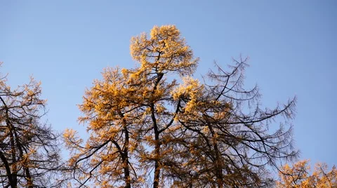 Autumn pines in city park. Stock-Footage 67581237