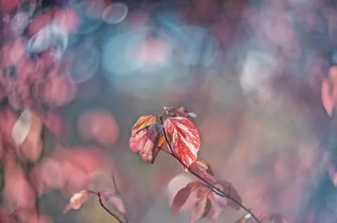 Autumn pink tender shrub euonymus on a sunny day. Art. Wallpaper. Selective s Stock Photos