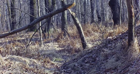 Autumn plants in the forest Video stock 107935337