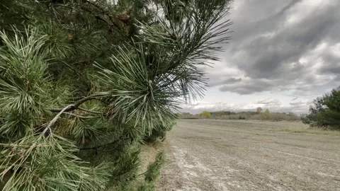Autumn Plowed Fields by Pine Grove Stock Footage 255462490