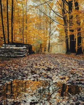 Autumn in Poland, path inside the forest with wood logs Stockfoto's