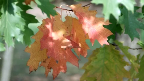 Autumn in the Polish forest Stock Footage 99069462