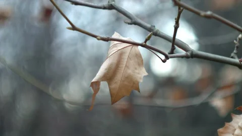 Autumn in the Polish forest Stock Footage 99069782