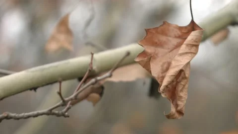Autumn in the Polish forest Stock Footage 99070653