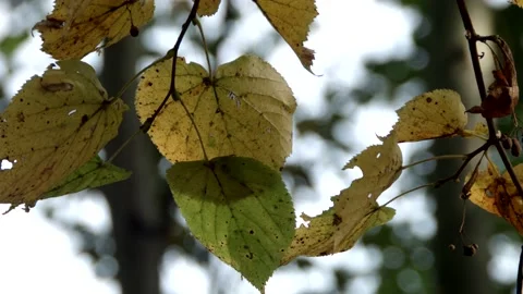 Autumn in the Polish forest Stock Footage 99072339