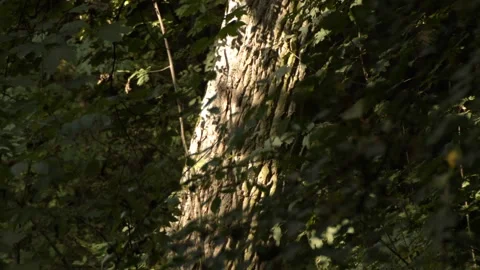 Autumn in the Polish forest Stock Footage 99073319