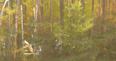 Autumn Pond and high trees Stock Footage 104433035