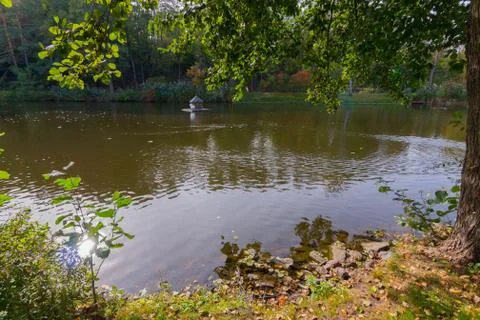 Autumn pond on the berg, which float multi-colored fallen leaves. The water i Stock Photos