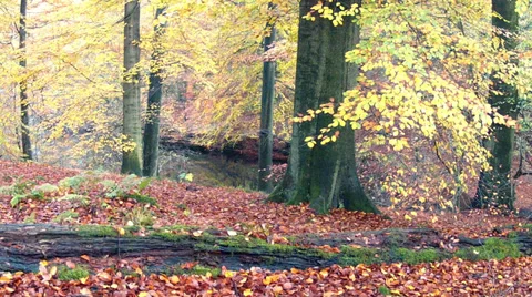 Autumn pond. Stock Footage 32689961