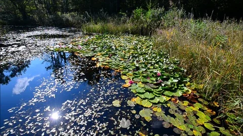 Autumn pond Stock Footage 80555282