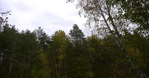 Autumn Pond Stock Footage 104433045