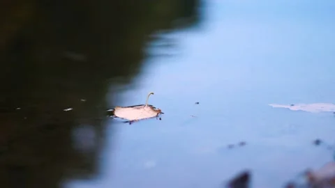 Autumn pond in the forest Stock-Footage 96086846