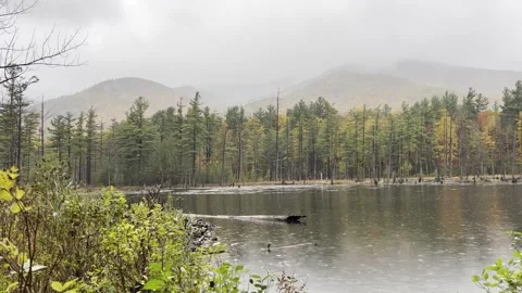 Autumn Pond Rainfall Stock Footage 277613278