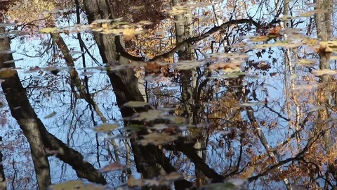 Autumn pond reflections Stock Footage 104867364