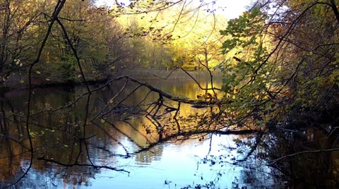 Autumn pond in The Sonian Forest. Stock Footage 35326296