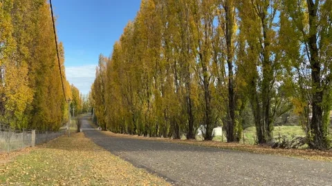Autumn Poplar Stock Footage 153735779