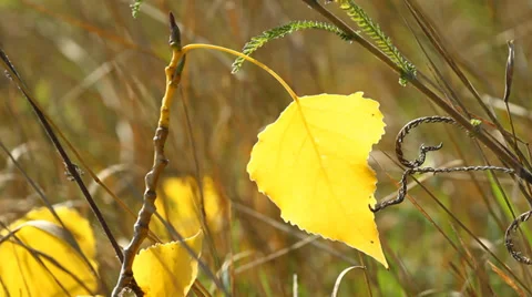 Autumn poplar leaf Vidéo 29673040