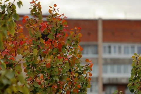Autumn poplar tree on background of a multi-storey building. Natural autumn Stock Photos