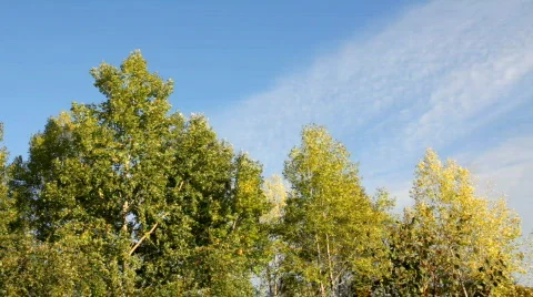 Autumn poplar trees in wind under blue sky Stock Footage