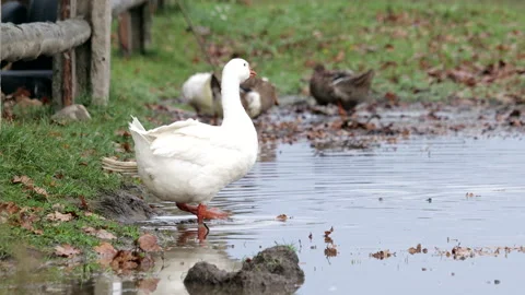 Autumn Poultry yard Stock Footage 149384042