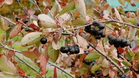 Autumn process of harvesting of chokeberry Stock Footage 161811444
